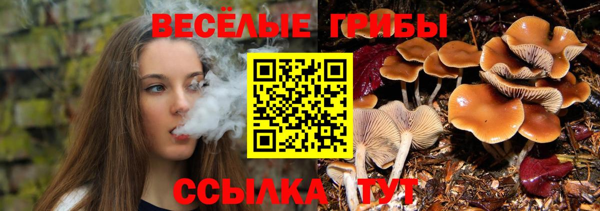 Псилоцибиновые грибы GOLDEN TEACHER Грязи
